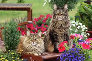 Cats Prints: two Maine Coons on deck chair