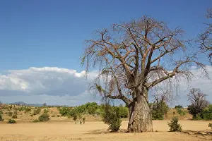 Wide Angle Prints: A majestic baobab tree stands tall against a backdrop of blue skies and scattered clouds
