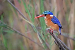 Wildlife Conservation Prints: Malachite Kingfisher, Corythornis cristatus, perched on reed