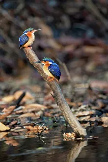 Madagascar Prints: Malachite kingfishers (Corythornis vintsioides) perching in a forest