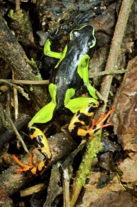 Frog Prints: Malagasy Painted mantella (Mantella madagascariensis) frog in a forest