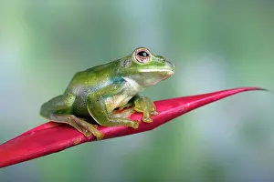 Isolated Prints: Malayan flying frog on red flower