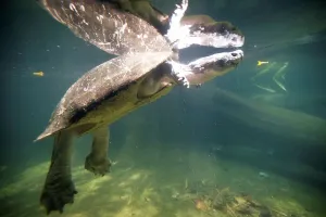 Turtle Prints: Malayan Giant River Terrapin (Orlitia borneensis) swimming underwater