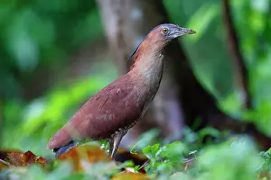 Malaysian Prints: Malayan Night-heron (Gorsachius melanolophus) adult