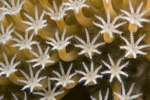 Leather Prints: Malaysia, Close-up of leather coral polyps Sarcophyton sp