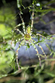 Southeast Asia Prints: Malaysian Huntsman Spider, Heteropoda boiei