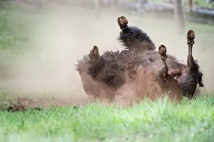 Yellow Stone Prints: Male American Bison (Bison bison) dust bathing / rolling in dust in the Lamar Valley