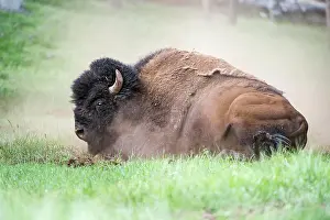 Yellow Stone Prints: Male American Bison (Bison bison) dust bathing / rolling in dust in the Lamar Valley