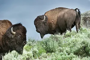 Yellow Stone Prints: Male American Bison (Bison bison) grazing in sage brush in the Lamar Valley