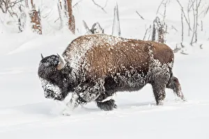 Yellow Stone Prints: Male American Bison (Bison bison) walking through deep snow