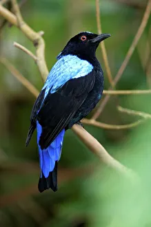 Island Of Borneo Prints: Male Asian fairy bluebird (Irena puella) in forest canopy