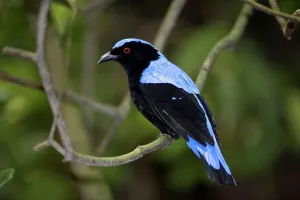 Island Of Borneo Prints: Male Asian fairy bluebird (Irena puella) in rainforest canopy
