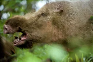 Animal Mouth Prints: Male Bearded Pig (Sus barbatus) fighting at forest wallow