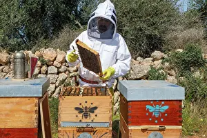 Maintenance Prints: Male beekeeper in white protective work wear holding honeycomb with bees while collecting honey in apiary