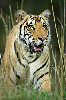 India Prints: Male Bengal tiger (Panthera tigris tigris) walking through long grass