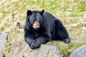 Alaskan Prints: A male Black bear (Ursus americanus) rests on a hillside