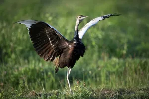Ngorongoro Crater Prints: Male Black-Bellied Bustard (Eupodotis melanogaster) displaying