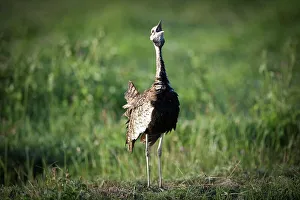Displaying Prints: Male Black-Bellied Bustard (Eupodotis melanogaster) displaying