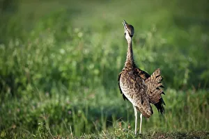 Displaying Prints: Male Black-Bellied Bustard (Eupodotis melanogaster) displaying