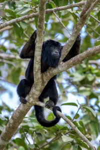 Cuiaba River Prints: Male Black Howler Monkey (Alouatta caraya)(family Atelidae) resting in riverine forest canopy