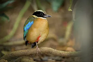 Island Of Borneo Prints: Male Blue-Winged Pitta (Pitta moluccensis) in rainforest