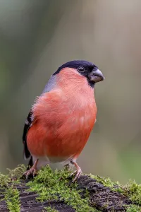Bullfinch Prints: Male Bullfinch (Pyrrhula pyrrhula) perching on a tree branch