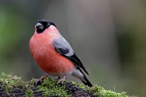 Bullfinch Prints: Male Bullfinch (Pyrrhula pyrrhula) perching on a tree branch