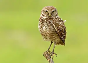 Feather Prints: Male burrowing owl (Athene Cunicularia) perching on branch