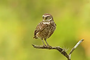 Feather Prints: Male burrowing owl (Athene Cunicularia) perching on branch