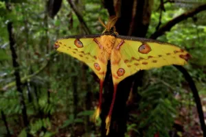 Moth Prints: Male Comet moth (Argema mittrei) shortly after emergence from its cocoon