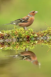 Dumfries And Galloway Prints: Male Common chaffinch (Fringilla coelebs) reflecting in a pool