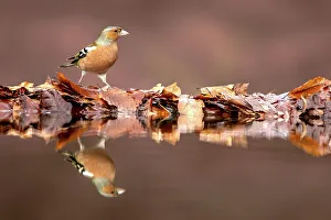 Dumfries And Galloway Prints: Male Common chaffinch (Fringilla coelebs) reflecting in a pool