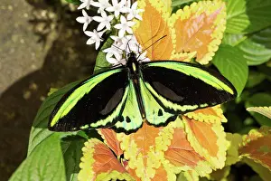 Feeding Prints: Male common green birdwing butterfly (Ornithoptera priamus) nectaring on white pentas