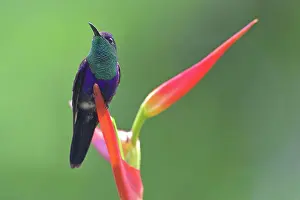 Perch Prints: A male Crowned Woodnymph Hummingbird Thalurania columbica perched on a heliconia flower in Costa Rica