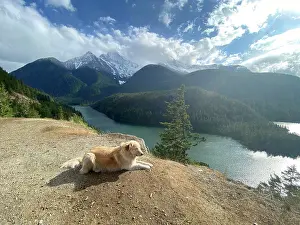 Gradeschooler Prints: Male dog laying down above Diablo Lake in The North Cascade Mountains
