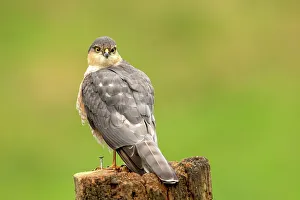 Animal Theme Prints: Male Eurasian Sparrowhawk (Accipiter nisus) perching on a tree stump, Dumfries, Scotland
