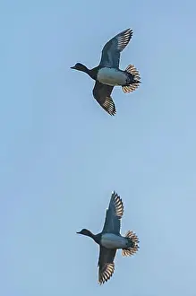 Adult Male Prints: Male of Eurasian Wigeon (Mareca penelope) in the flight at Sunrise