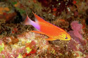 Hawii Prints: The male Fairy anthias (Pseudanthias ventralis hawaiiensis) is also known as a longfin anthias and is endemic; Hawaii