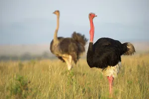 Flightless Prints: Male and female Ostrich or Common Ostrich (Struthio camelus) in tall grassland