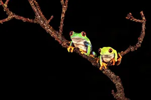 Frog Prints: Male and female Red-Eyed Tree frogs (Agalychnis callidryas) isolated on black background