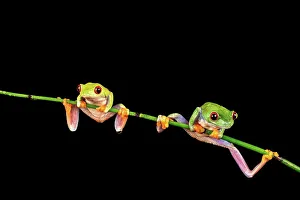 Frog Prints: Male and female Red-Eyed Tree frogs (Agalychnis callidryas) isolated on black background