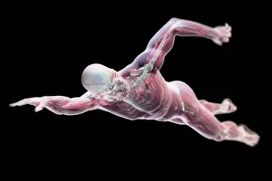 Swimming Prints: A male figure swimming mid stroke with transparent skin revealing the internal anatomy
