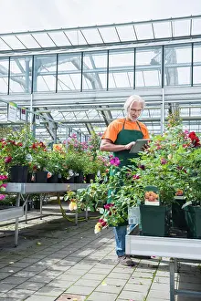 Full Length Prints: Male gardener checking inventory with digital tablet in garden centre