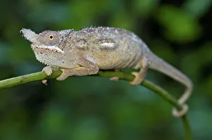 Chameleon Prints: Male Highland Horned chameleon (Furcifer minor) from south central highlands near Ambositra