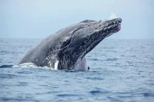 Marine Prints: This male Humpback whale (Megaptera novaeangliae) has been engaging with other males in pursuit of a female