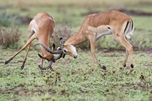 Impala Prints: Male Impala (Aepyceros melampus) fighting / sparring