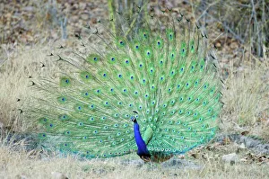 Displaying Prints: Male Indian Peafowl (Pavo cristatus) displaying tail feathers