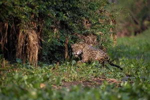 Cuiaba River Prints: Male jaguar (Panthera onca palustris) emerging from Water Hyacinth (Eichhornia sp)