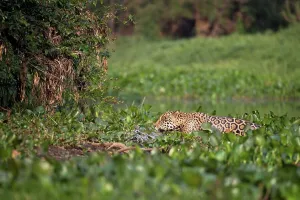 Cuiaba River Prints: Male jaguar (Panthera onca palustris) emerging from Water Hyacinth (Eichhornia sp)