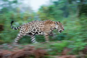 Swamp Prints: Male Jaguar (Panthera onca palustris) walking along the bank of the Tres Irmos River (Three Brothers River)